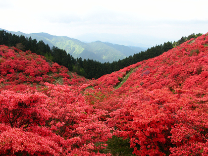 R7.5/11（日）「大和葛城山」登山のご案内